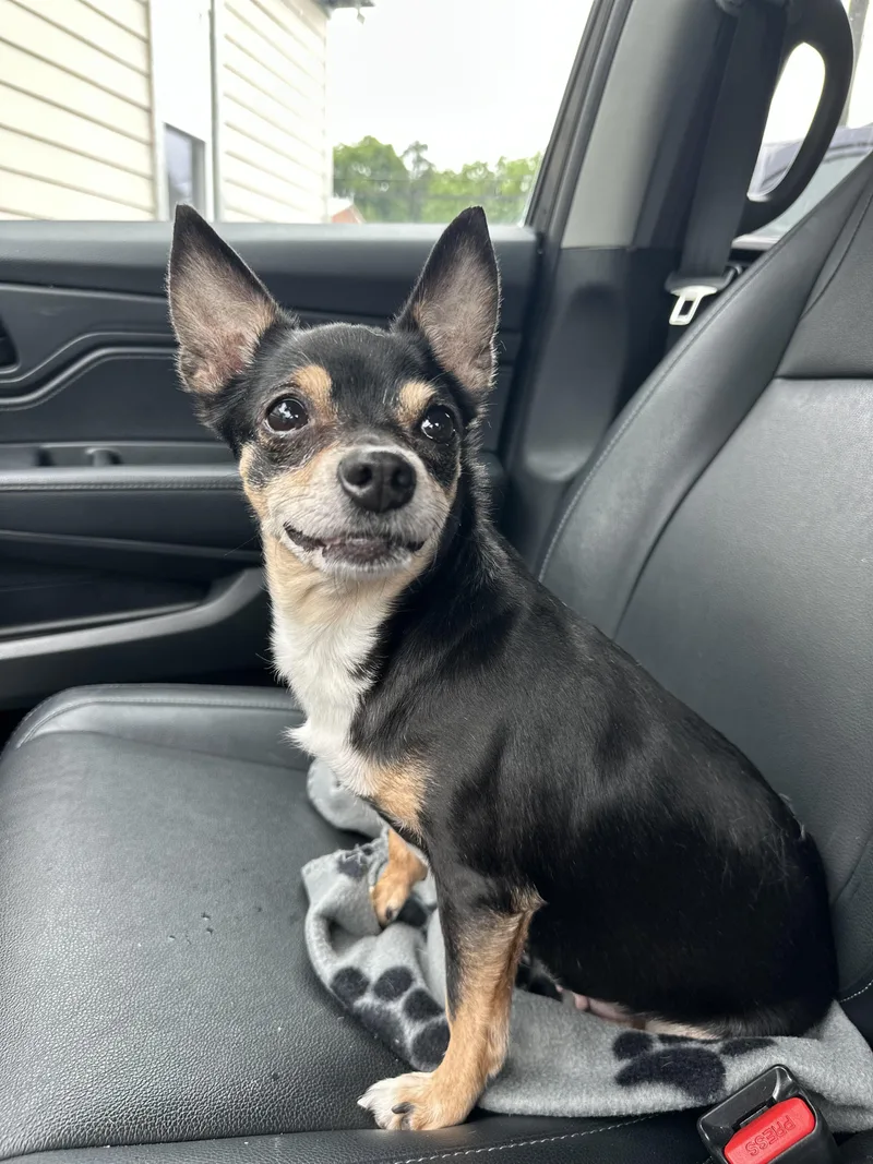A young small-sized female Black Terrier dog named Roseanne for adoption in Lawrenceville, GA