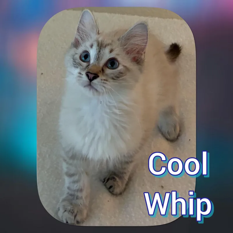 Cool Whip