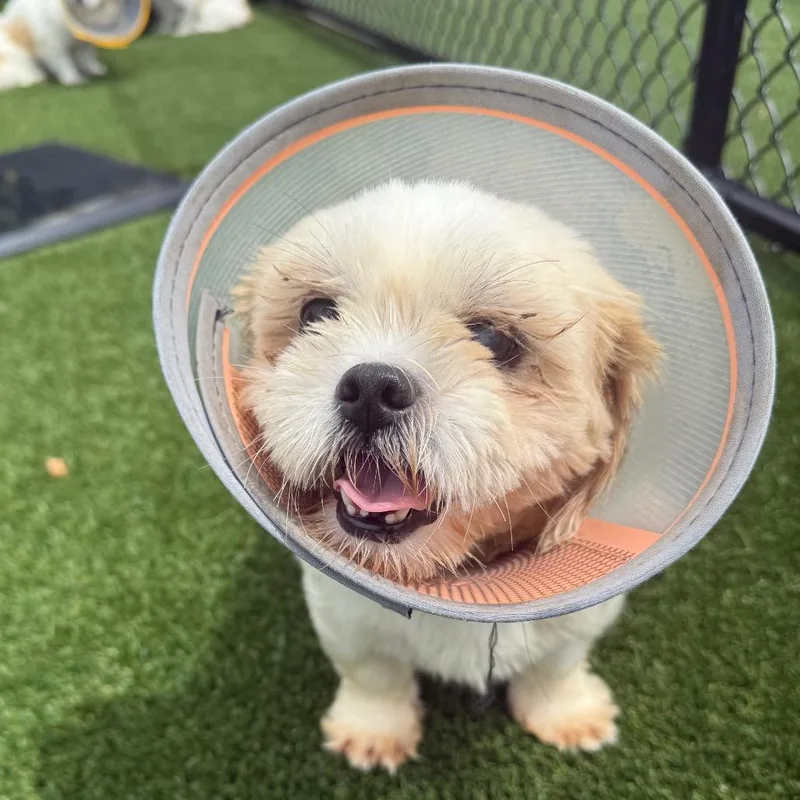An adult small-sized female White / Cream Shih Tzu dog named Lala for adoption in LOXAHATCHEE, FL