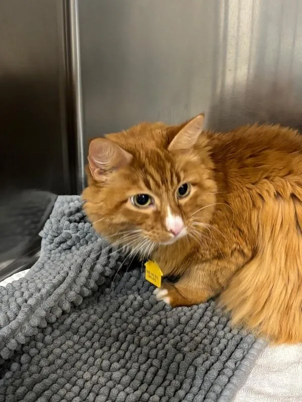 A senior large-sized male Domestic Long Hair cat named Mylo for adoption in Saint Charles, MO