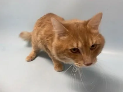 An adult small-sized male Domestic Medium Hair cat named Max for adoption in Golden Valley, MN