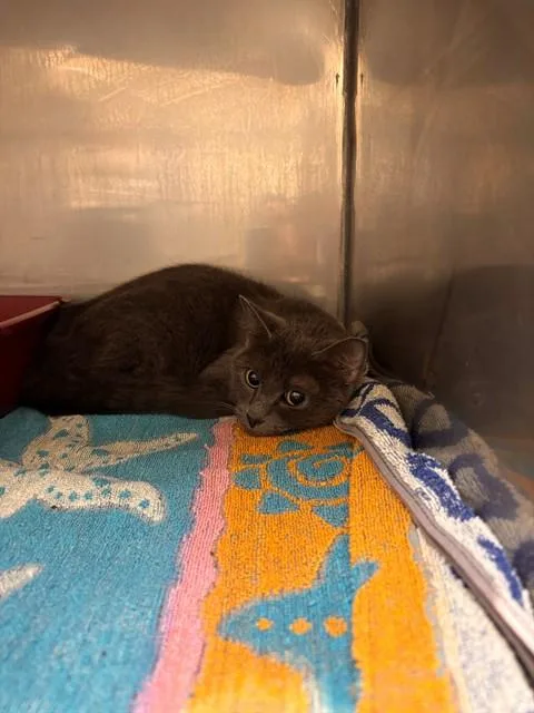 A young medium-sized female Domestic Short Hair cat named Shimmer for adoption in Lees Summit, MO