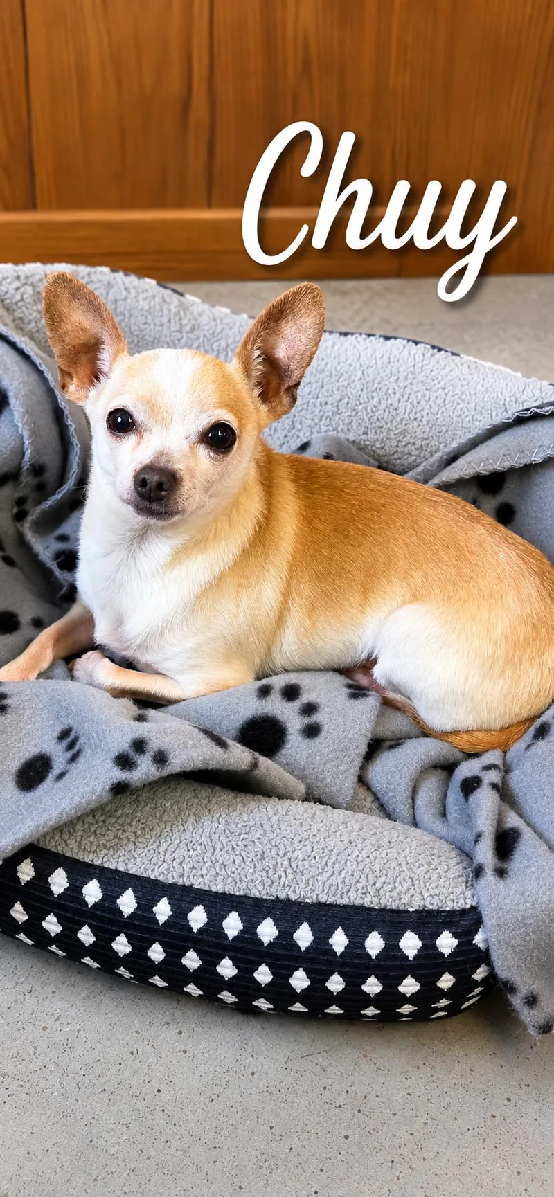 A senior small-sized male Yellow / Tan / Blond / Fawn Chihuahua dog named Chuy for adoption in Momence, IL