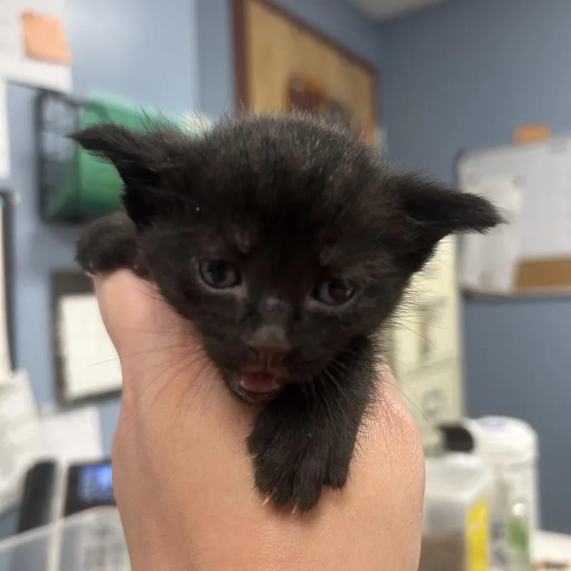 A baby small-sized male Black Domestic Short Hair cat named Hugo for adoption in St Joseph, MO