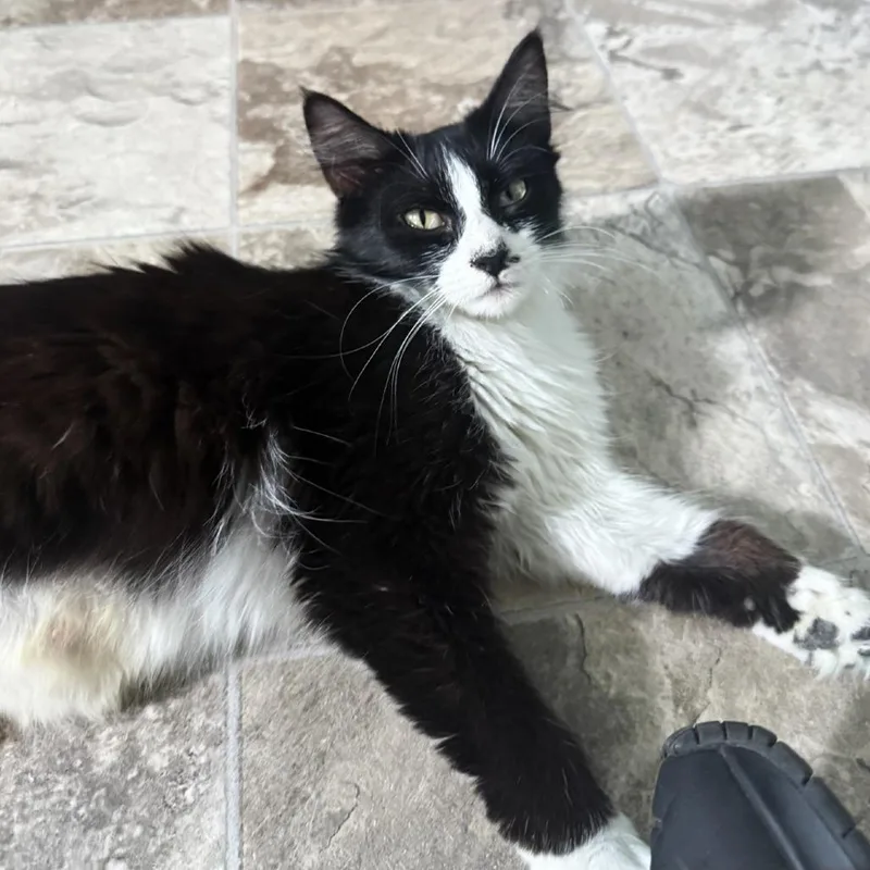An adult medium-sized female Black Domestic Long Hair cat named Breezy for adoption in Brownsboro, AL
