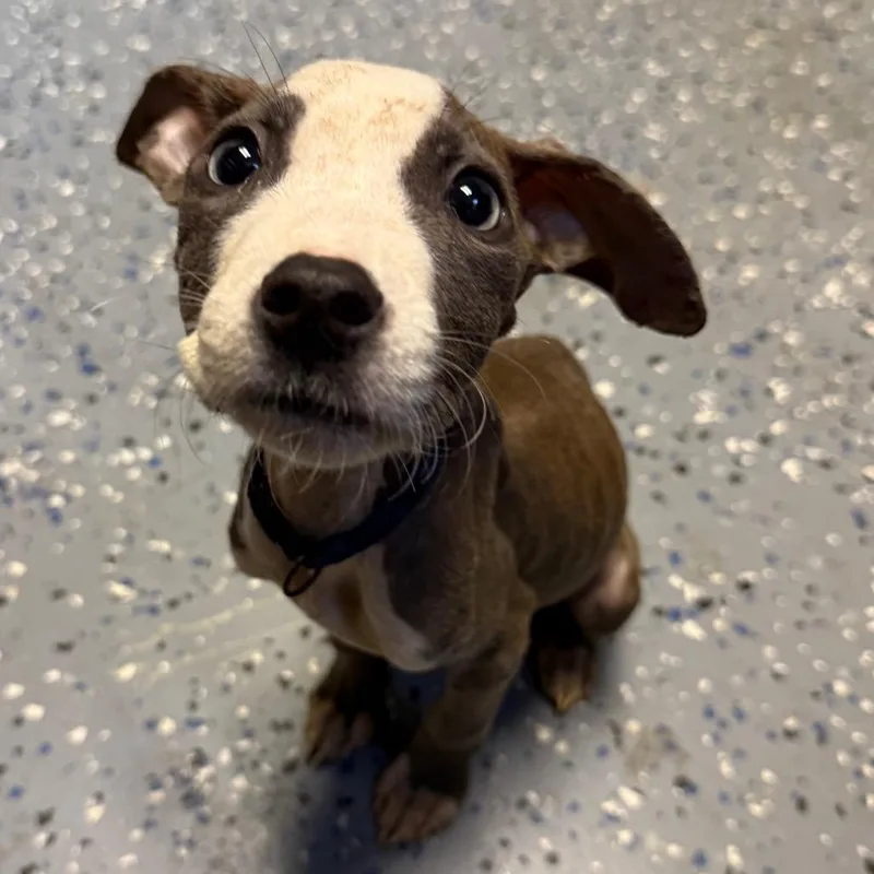 A baby small-sized male Pit Bull Terrier dog named Adam for adoption in Tuscaloosa, AL