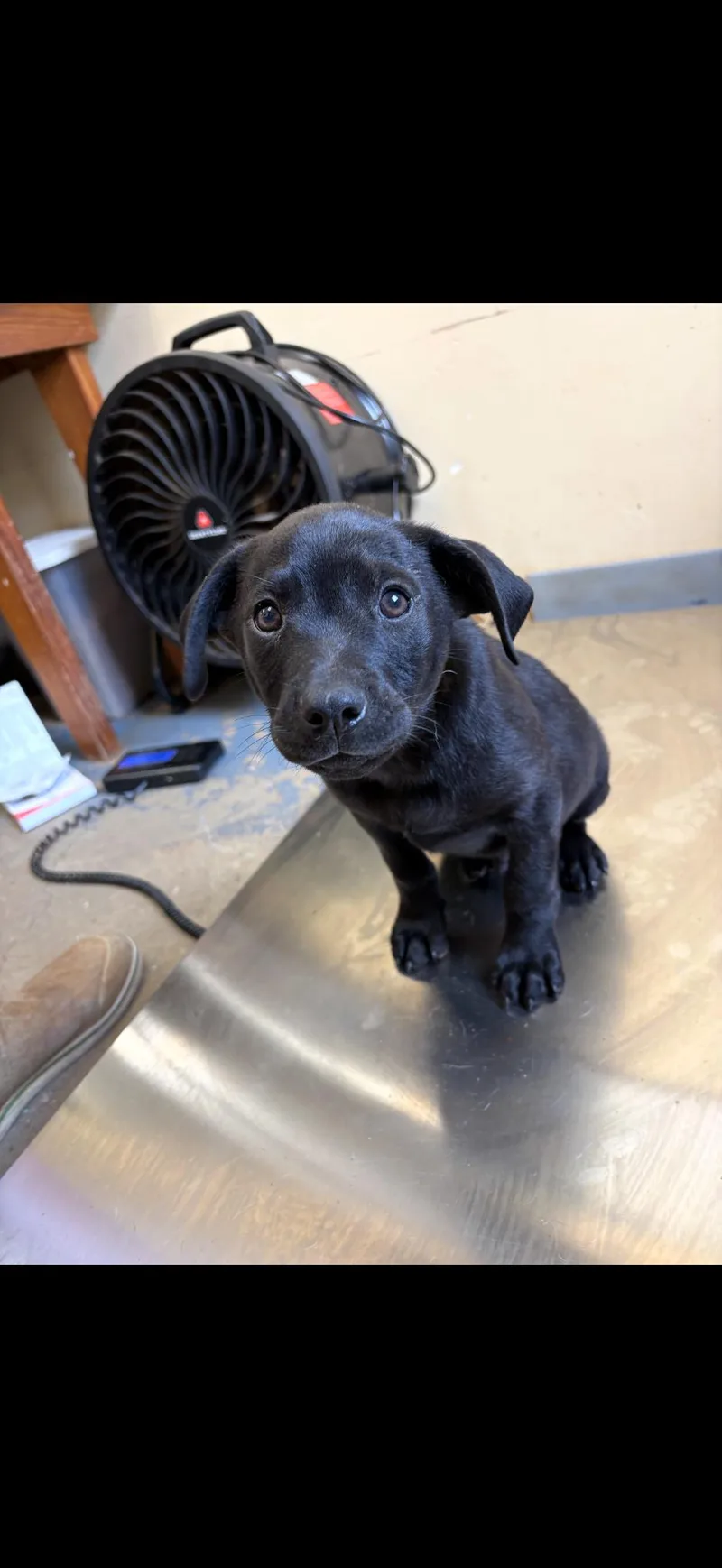A baby medium-sized female Black Labrador Retriever dog named Betty for adoption in Zimmerman, MN