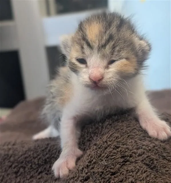 A baby small-sized female Domestic Short Hair cat named Big for adoption in Riverside, CA