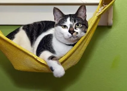 An adult medium-sized female Domestic Short Hair cat named Cinder for adoption in Baton Rouge, LA