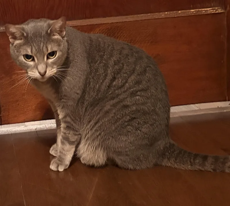 An adult medium-sized female Tabby (Gray / Blue / Silver) Domestic Short Hair cat named Millie for adoption in Milwaukee, WI