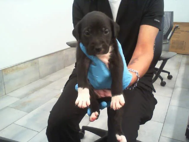 A baby small-sized female Mixed Breed dog named Susie for adoption in Charlotte, NC