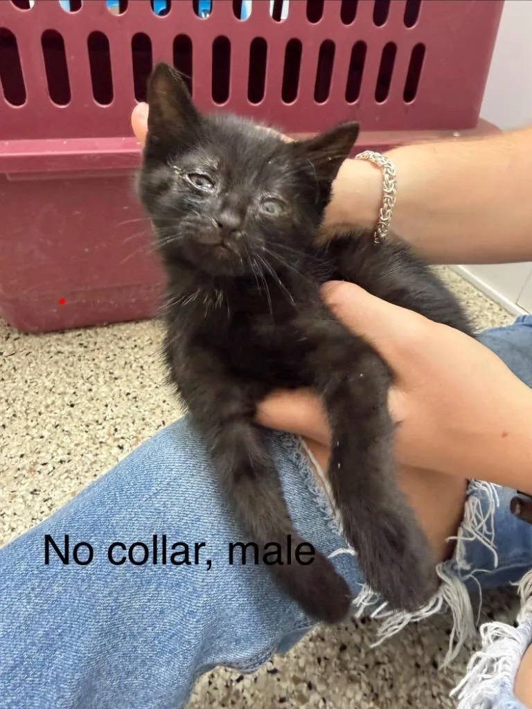A baby small-sized male Domestic Short Hair cat named Otto for adoption in Glenfield, NY