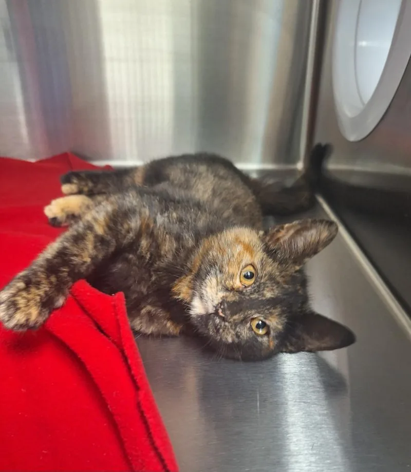 A baby small-sized female Domestic Short Hair cat named Birdie for adoption in Noble, OK