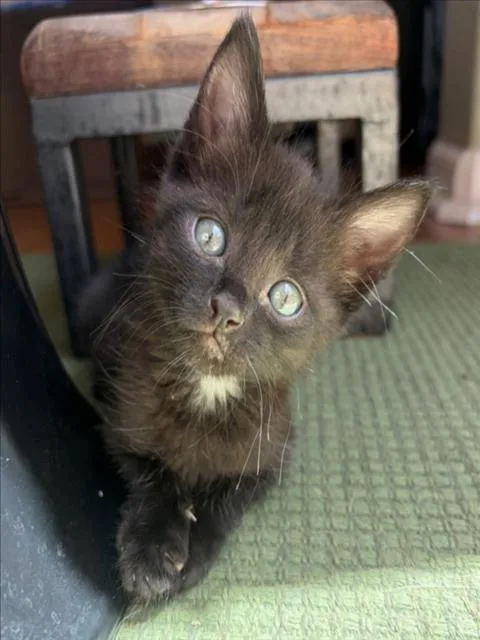 A baby small-sized female Black Domestic Short Hair cat named Ebony for adoption in Woodland, CA