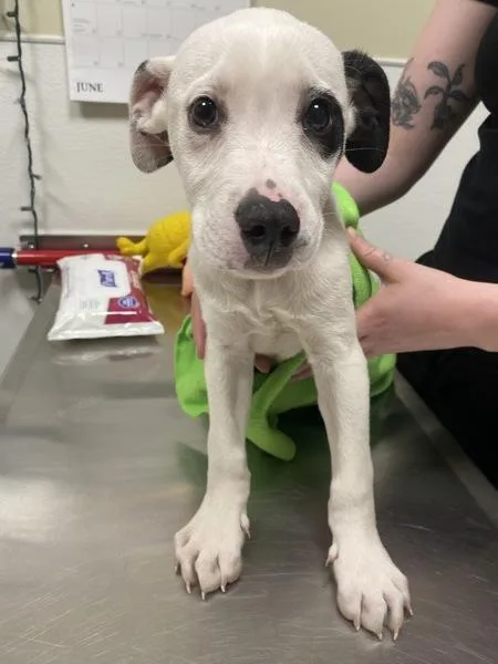 A baby small-sized male Pit Bull Terrier dog named Emanon for adoption in Vancouver, WA