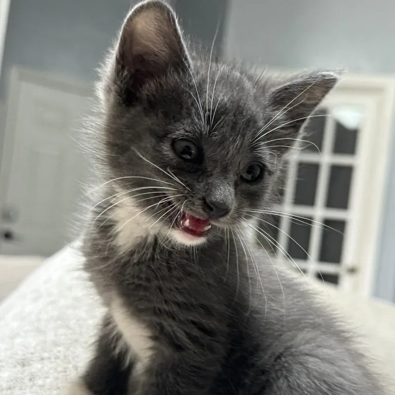 A baby small-sized male Gray / Blue / Silver Domestic Medium Hair cat named Flapjack for adoption in Hollister, FL