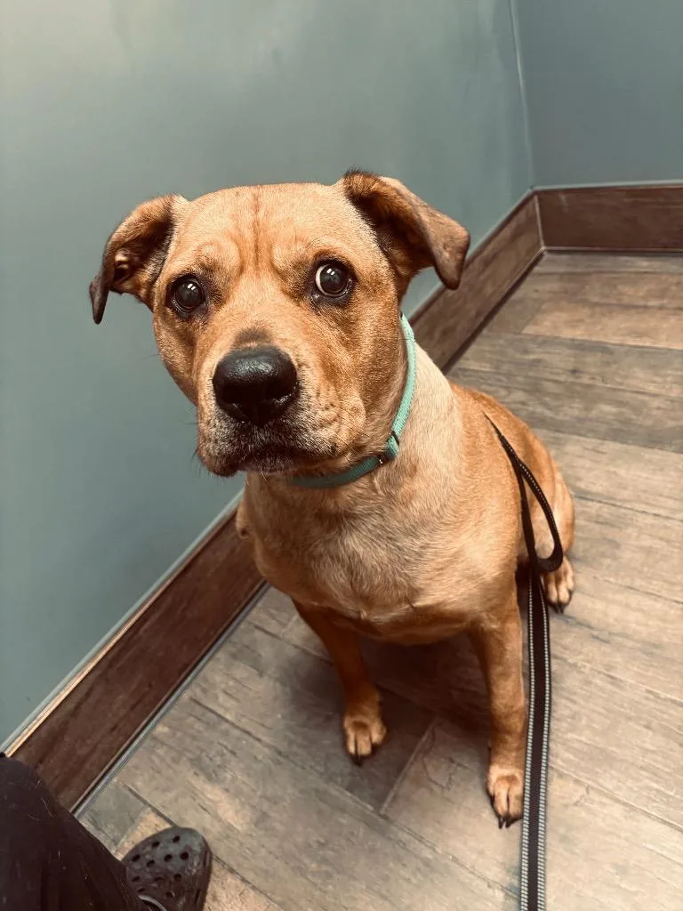 An adult large-sized female Labrador Retriever dog named Daisy for adoption in Mineral, VA