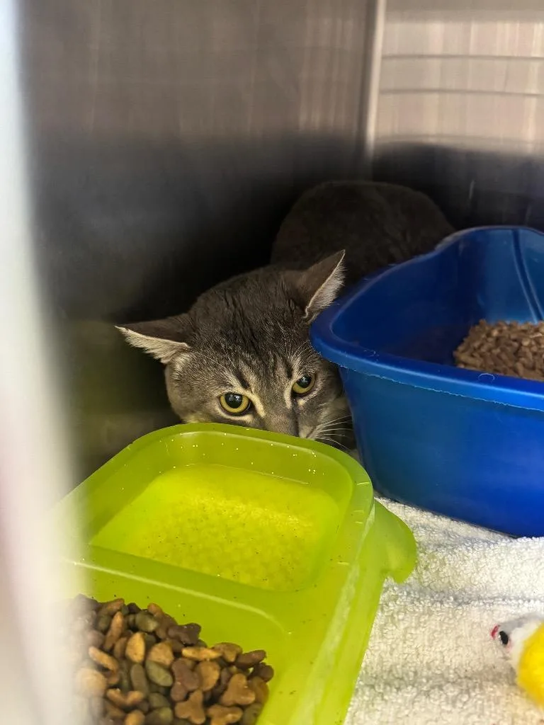 A young medium-sized male Domestic Short Hair cat named Tito for adoption in Danielsville, GA
