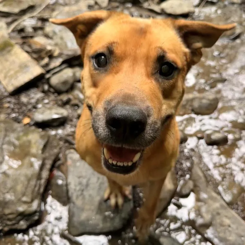 An adult medium-sized male Yellow / Tan / Blond / Fawn Golden Retriever dog named Vahnkar for adoption in Milford, NY