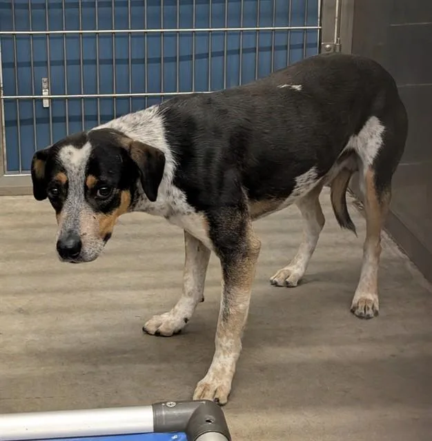 An adult medium-sized male Australian Cattle Dog / Blue Heeler dog named Goose for adoption in Camarillo, CA