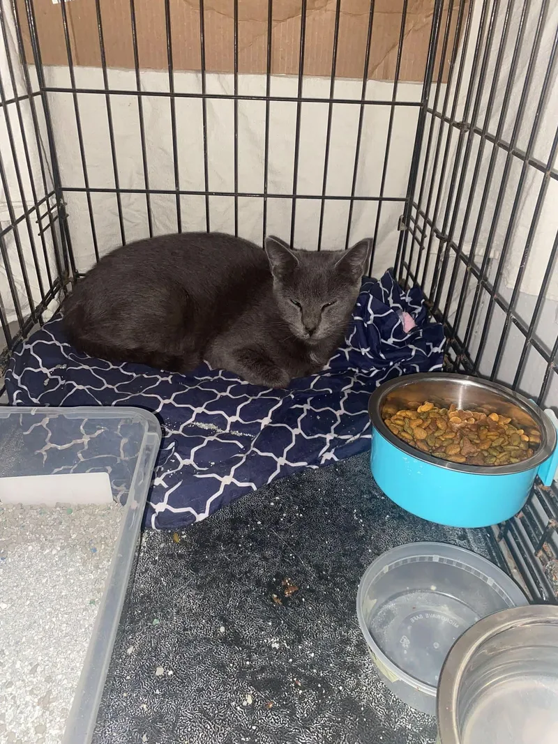 A young small-sized female Domestic Short Hair cat named Skyler for adoption in Brownsville, PA