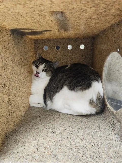 An adult small-sized female Domestic Short Hair cat named Cleopatra for adoption in Riverside, CA