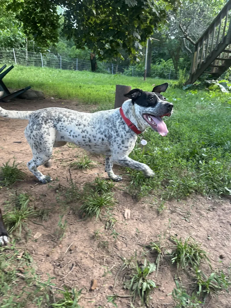 A young medium-sized female Harlequin Mixed Breed dog named Dottie for adoption in CHURCHVILLE, NY