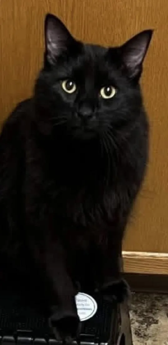 An adult medium-sized male Domestic Medium Hair cat named Drax for adoption in Fairbanks, AK