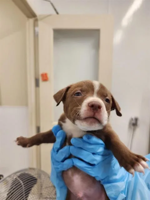 A baby small-sized female American Staffordshire Terrier dog named Daisy for adoption in San Antonio, TX