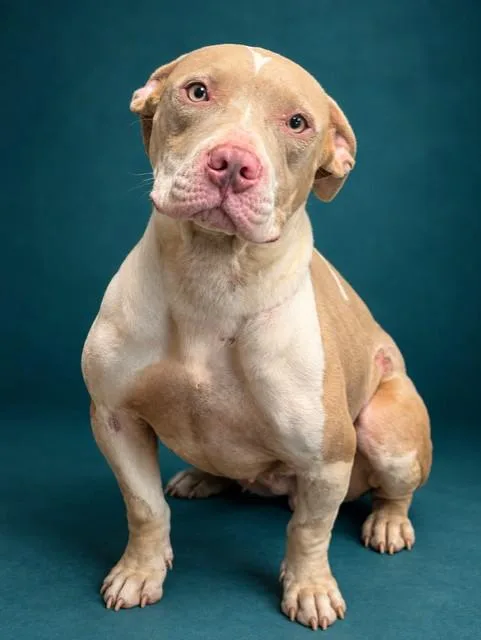 A young medium-sized female Mixed Breed dog named Nezuko for adoption in Jacksonville, FL