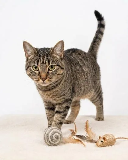 A young small-sized male Domestic Short Hair cat named Olaf for adoption in Cumming, GA