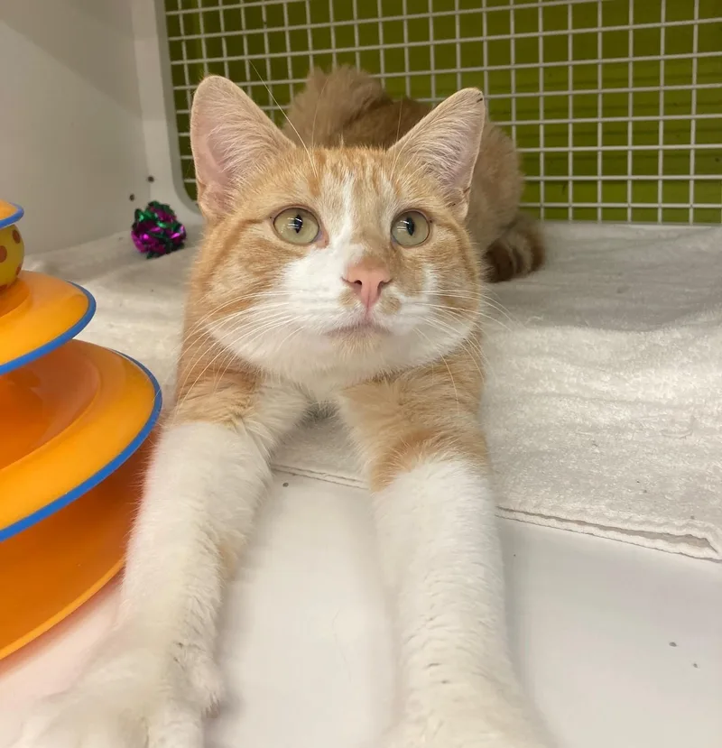 A young medium-sized male Orange & White Domestic Short Hair cat named Colby for adoption in Bridgeport, CT