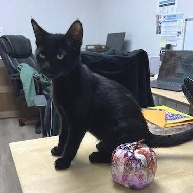 A baby small-sized male Black Domestic Short Hair cat named Michael Jackson for adoption in Pleasant Hill, CA
