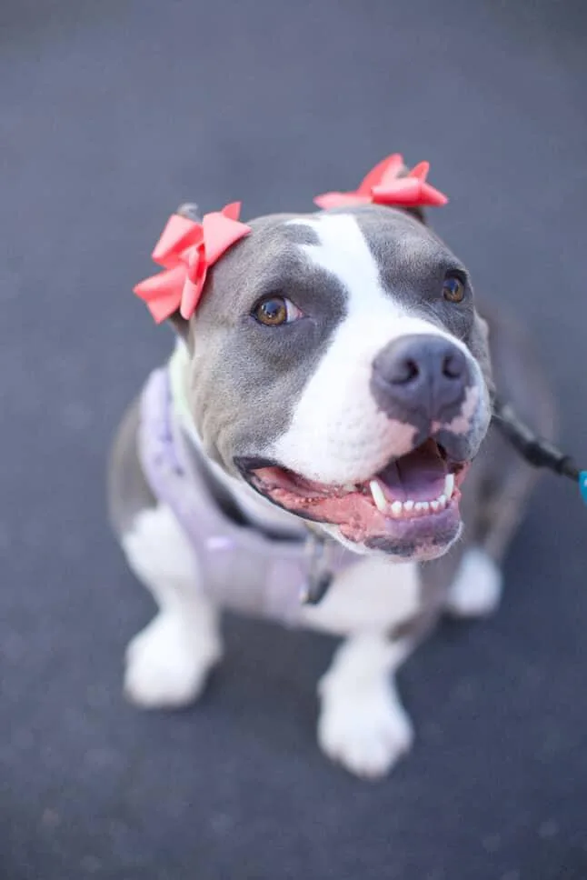 A young medium-sized female Pit Bull Terrier dog named Kira for adoption in santa monica, CA