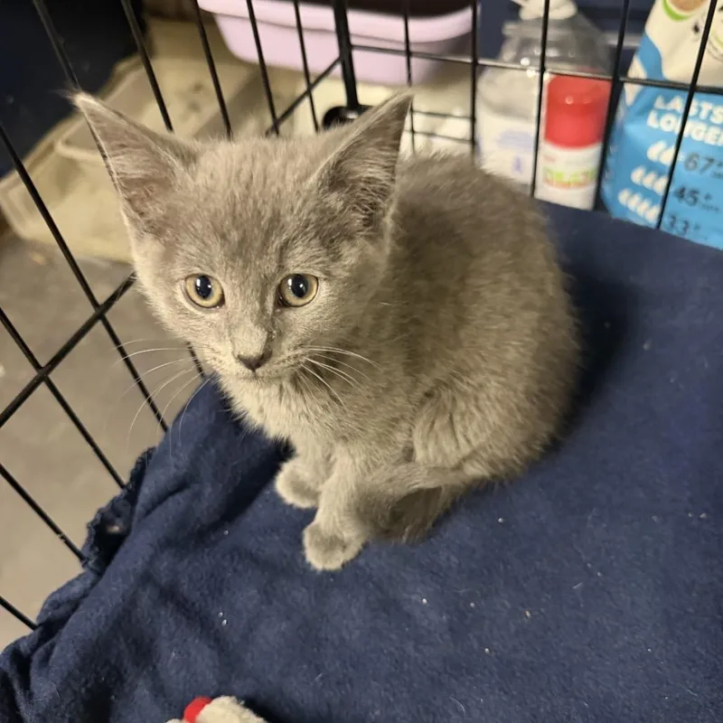 A baby small-sized female Gray / Blue / Silver Russian Blue cat named Ursa for adoption in Wichita, KS