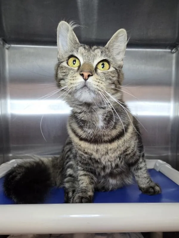 Meowllory