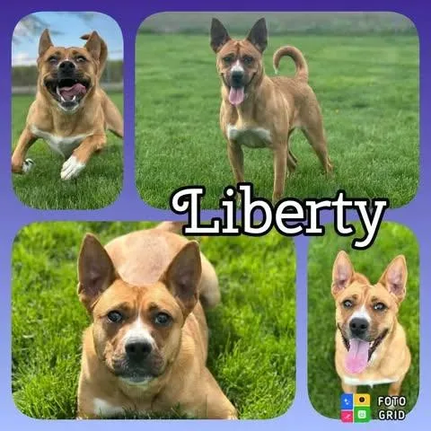 A young medium-sized female Boxer dog named Liberty for adoption in Morocco, IN