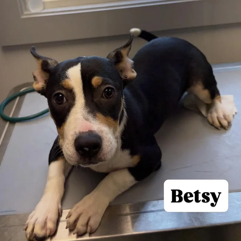 A young small-sized female Black Terrier dog named Betsy for adoption in Calverton, NY