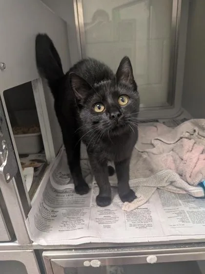 A baby small-sized male Domestic Short Hair cat named Guinness for adoption in Louisburg, NC