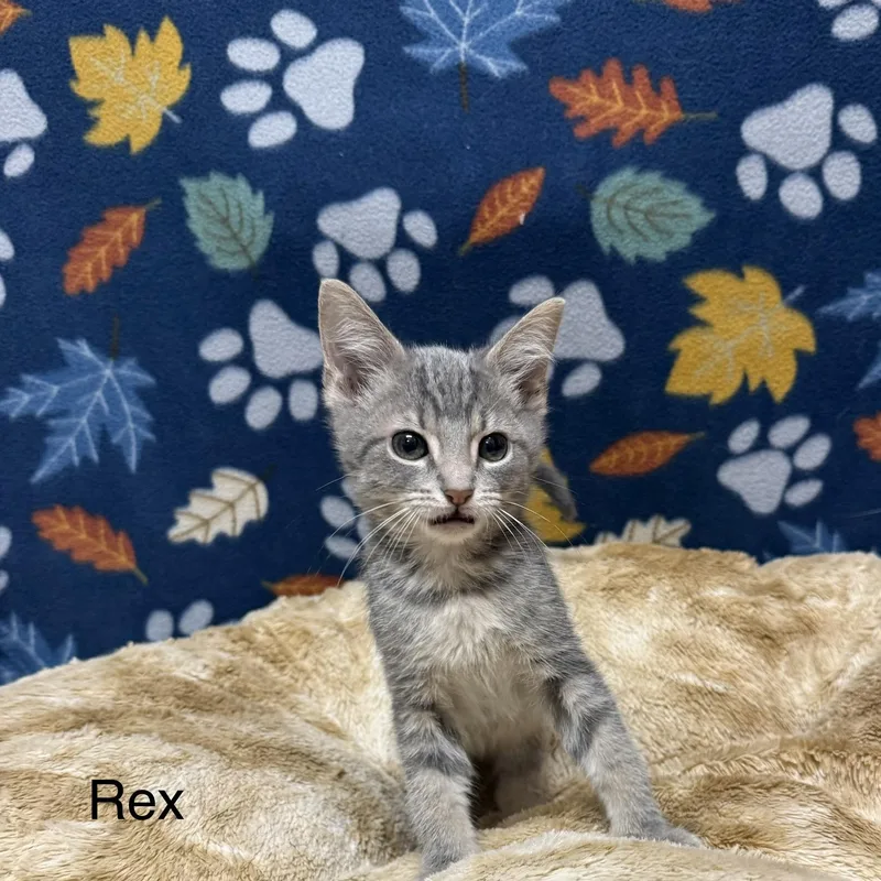 A baby medium-sized male Tabby (Gray / Blue / Silver) Domestic Short Hair cat named Rex for adoption in Logan, OH