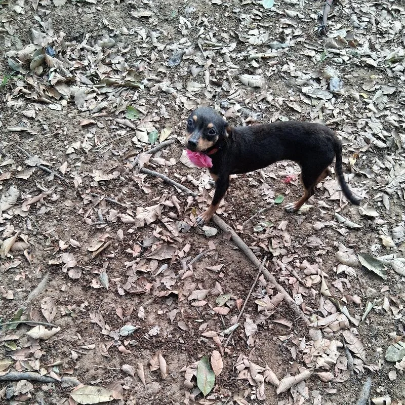A young small-sized female Chihuahua dog named Gracie for adoption in Albion, NY
