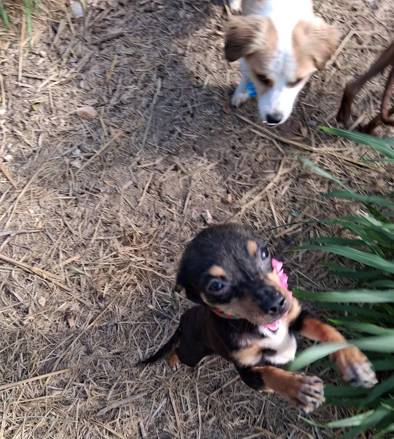 Gracie thumbnail 2