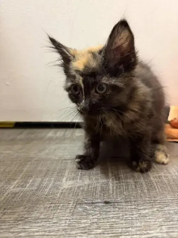 A baby small-sized female Tortoiseshell Domestic Medium Hair cat named Frito for adoption in Grand Rapids, MI