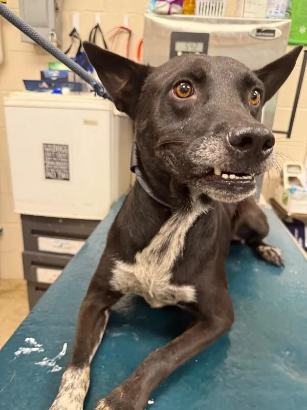 An adult medium-sized male Black Mixed Breed dog named Niko for adoption in Mobile, AL