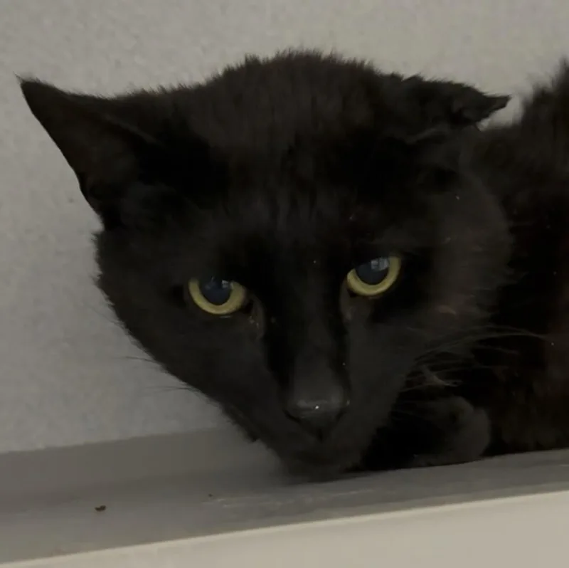 An adult medium-sized male Black Domestic Short Hair cat named Pogo for adoption in Osseo, MI