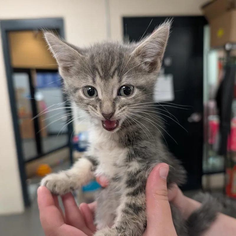 A baby small-sized female Gray / Blue / Silver Domestic Short Hair cat named Silver for adoption in Grand Rapids, MI