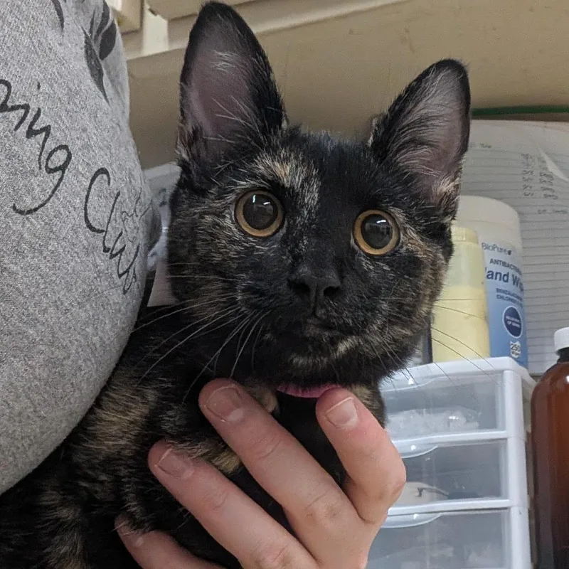 A young medium-sized female Domestic Short Hair cat named Polka for adoption in Ardmore, OK