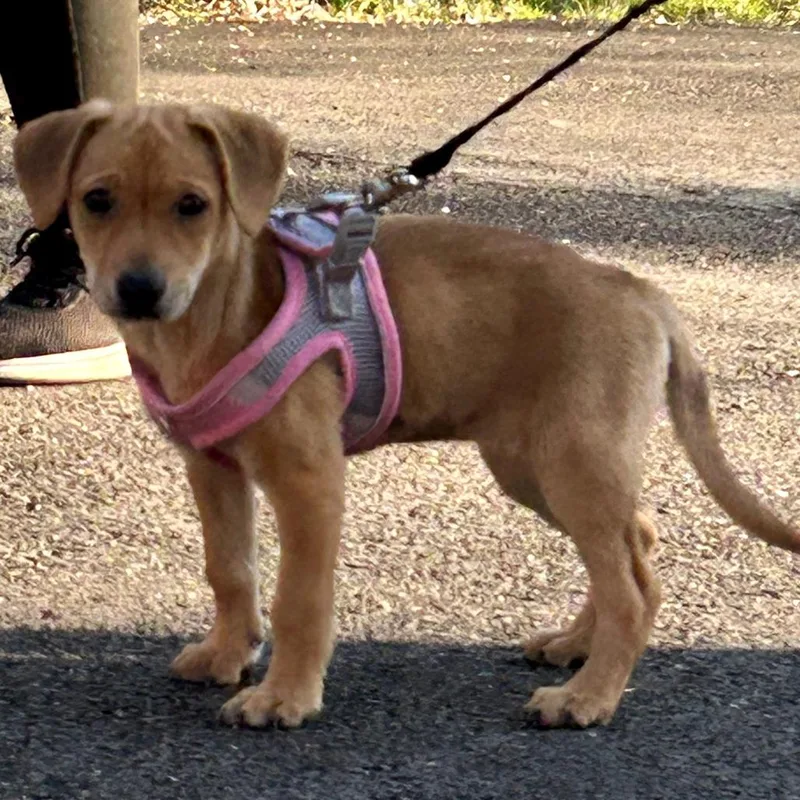 A baby small-sized female Yellow / Tan / Blond / Fawn Mixed Breed dog named Ferrari for adoption in Rockville, MD