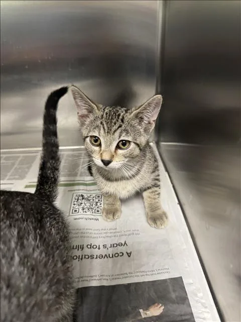 A baby small-sized female Domestic Short Hair cat named Josher for adoption in Los Angeles, CA