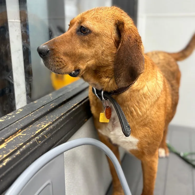 Lavender thumbnail 2